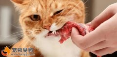 貓咪牙結石、貓咪牙齒的問題該如何解決？