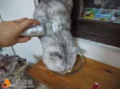 給貓咪剃毛的五個注意事項你知道嗎？