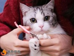 教你該怎么給貓咪剪指甲 貓咪修剪指甲方法