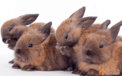 怎么讓寵物兔自動回籠 固定動作訓練？寵物兔問題解答