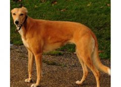 東非獵犬介紹犬種介紹_東非獵犬價格多少錢
