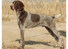 波音達獵犬介紹犬種介紹_波音達獵犬價格多少錢