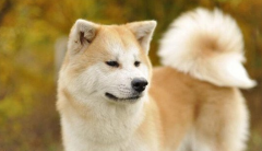 <b>秋田犬洗澡方法和注意事項有哪些？</b>